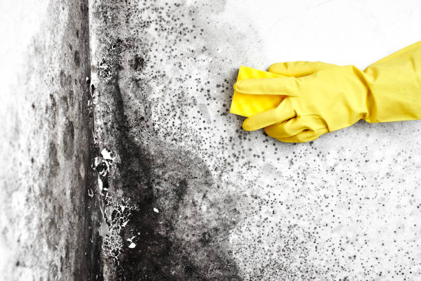 Best Basement Mold Remediation in Genesee, ID