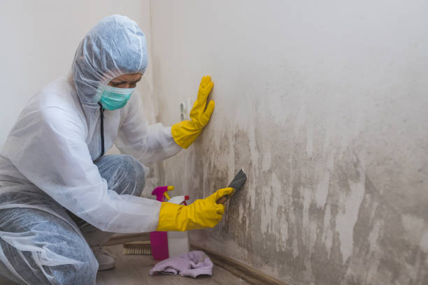 Best Industrial Mold Remediation in Genesee, ID