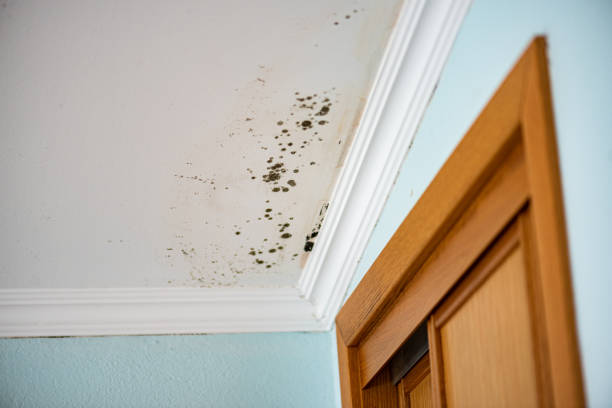 Best Insurance-Related Mold Remediation in Genesee, ID