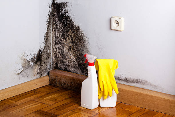 Best Residential Mold Remediation in Genesee, ID
