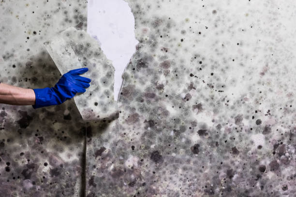 Best Insurance-Related Mold Remediation in Genesee, ID
